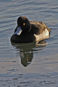 "Edge of the Ice" Tufted Duck (Aythya fuligula) Alan Prowse